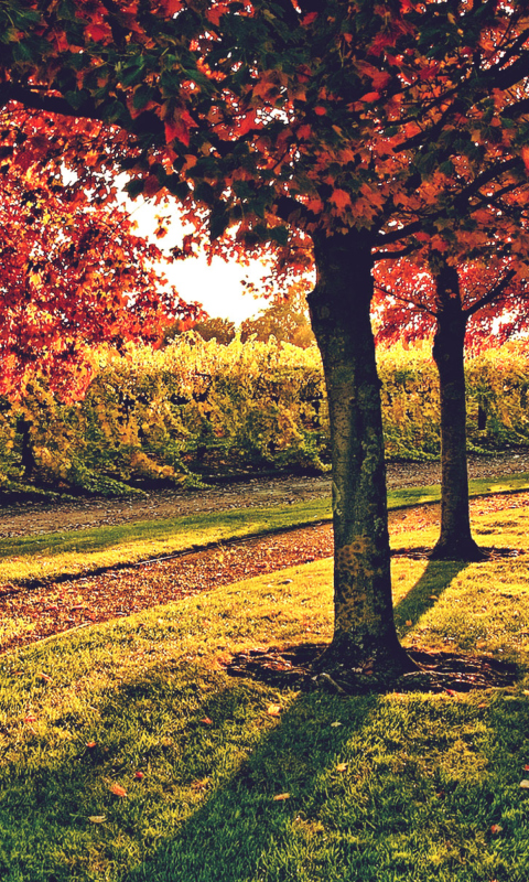 Vineyard In Autumn screenshot #1 480x800