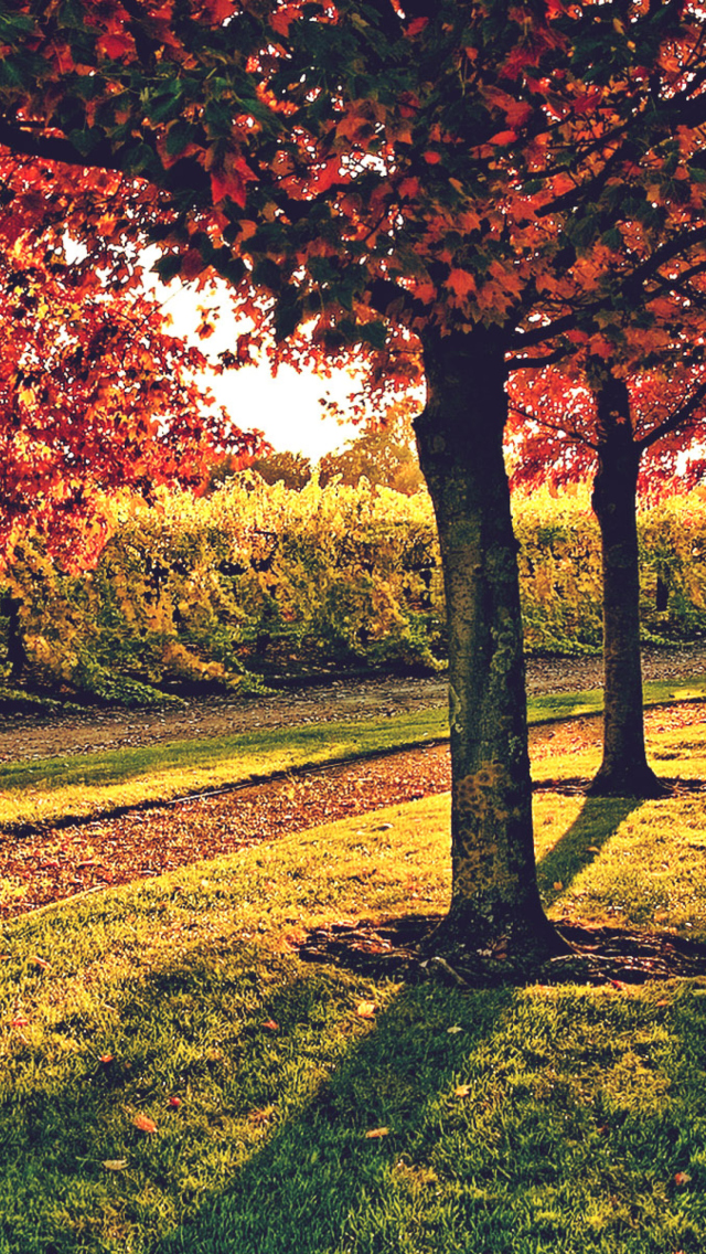 Vineyard In Autumn wallpaper 640x1136