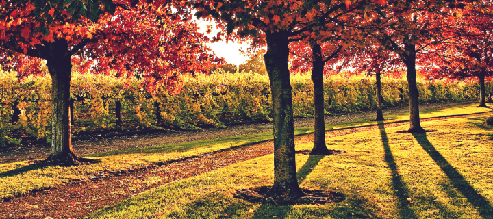 Screenshot №1 pro téma Vineyard In Autumn 720x320