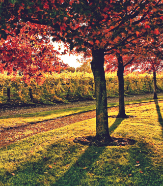 Vineyard In Autumn - Obrázkek zdarma pro Nokia C-5 5MP