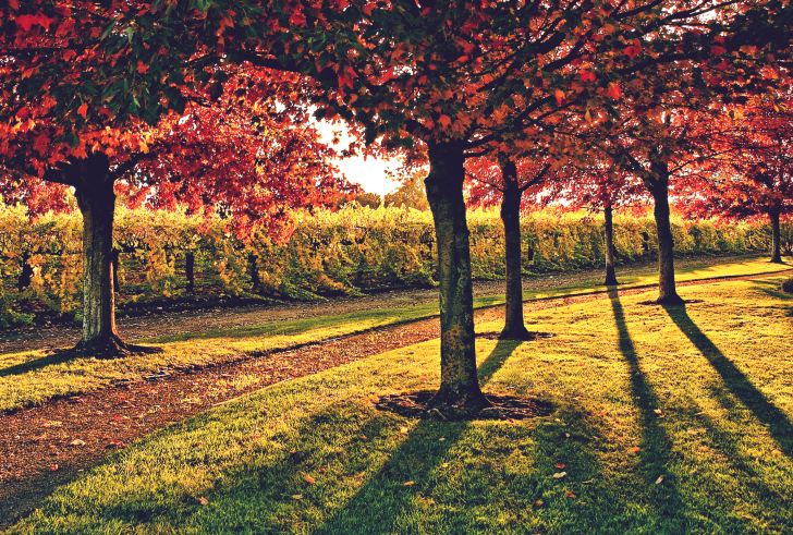 Vineyard In Autumn wallpaper