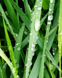 Обои Dew On Green Grass 128x160