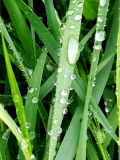 Das Dew On Green Grass Wallpaper 240x320