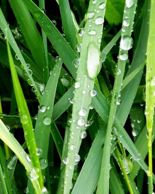 Dew On Green Grass papel de parede para celular para Nokia X2-02