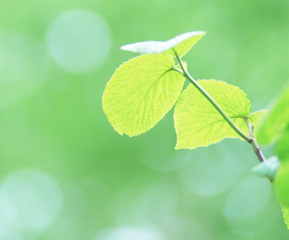 Fresh Green Leaves wallpaper 960x800