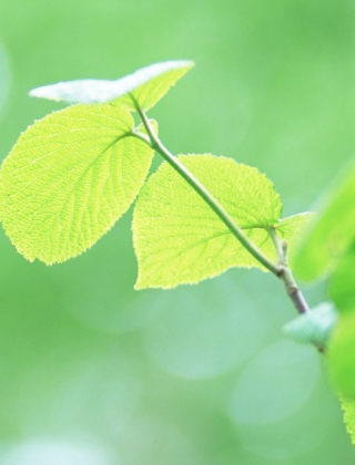 Kostenloses Fresh Green Leaves Wallpaper für Nokia X3