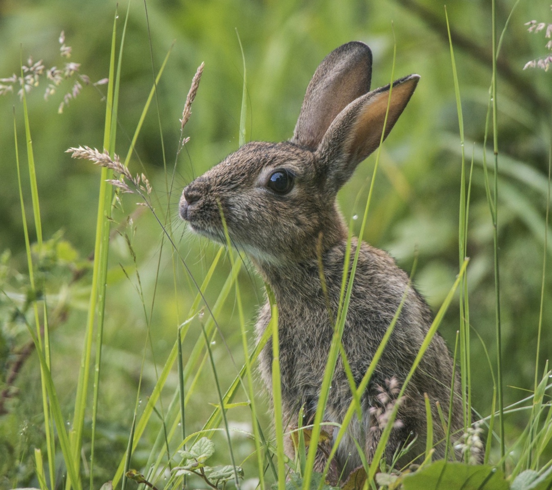 Sfondi Wild Hare 1080x960