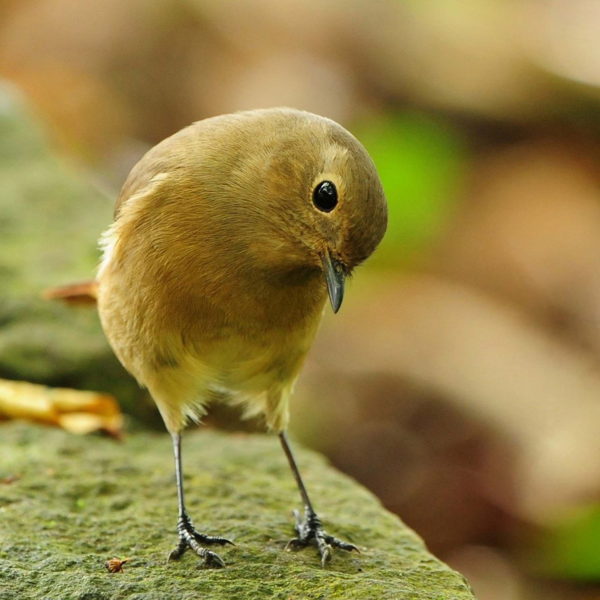 Das Little Yellow Bird Wallpaper 2048x2048