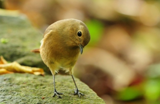 Little Yellow Bird - Obrázkek zdarma pro Samsung Galaxy S5