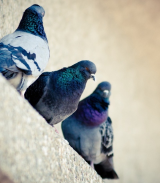 Grey Pigeons - Obrázkek zdarma pro 240x320