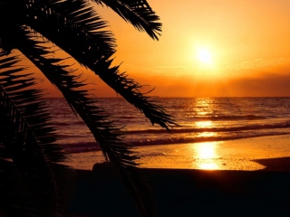 Tropical Paradise Beach screenshot #1 320x240