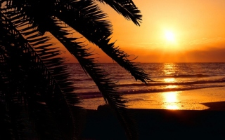 Tropical Paradise Beach - Obrázkek zdarma pro 320x240
