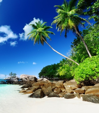 Tropical Beach - Obrázkek zdarma pro Nokia Asha 306