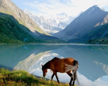 Screenshot №1 pro téma Mountains Lake Horse 220x176