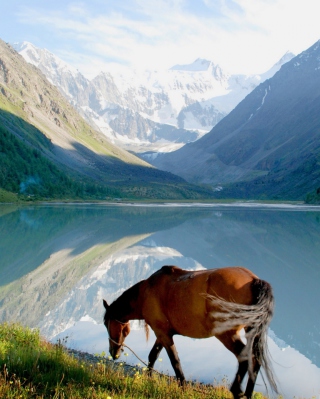 Mountains Lake Horse - Obrázkek zdarma pro Nokia C1-00