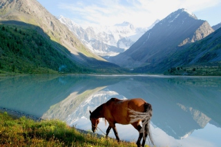 Free Mountains Lake Horse Picture for Android, iPhone and iPad