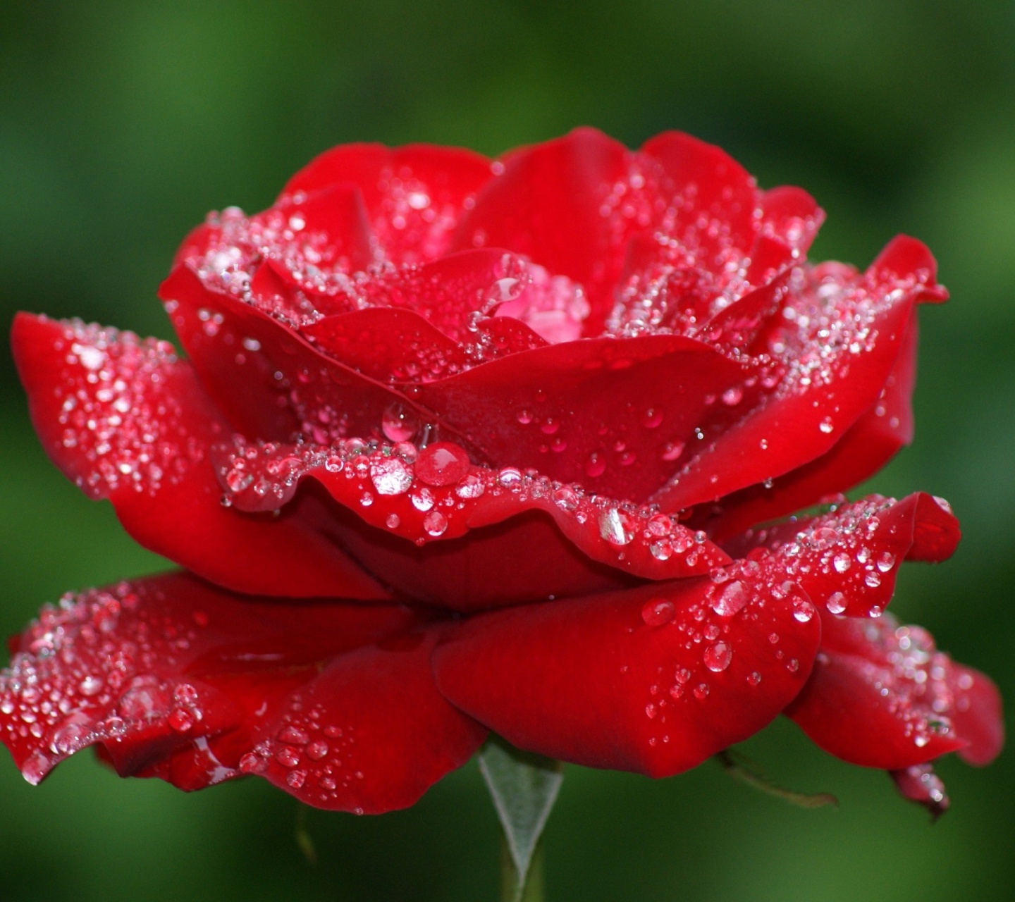 Sfondi Dew Drops On Rose Petals 1440x1280