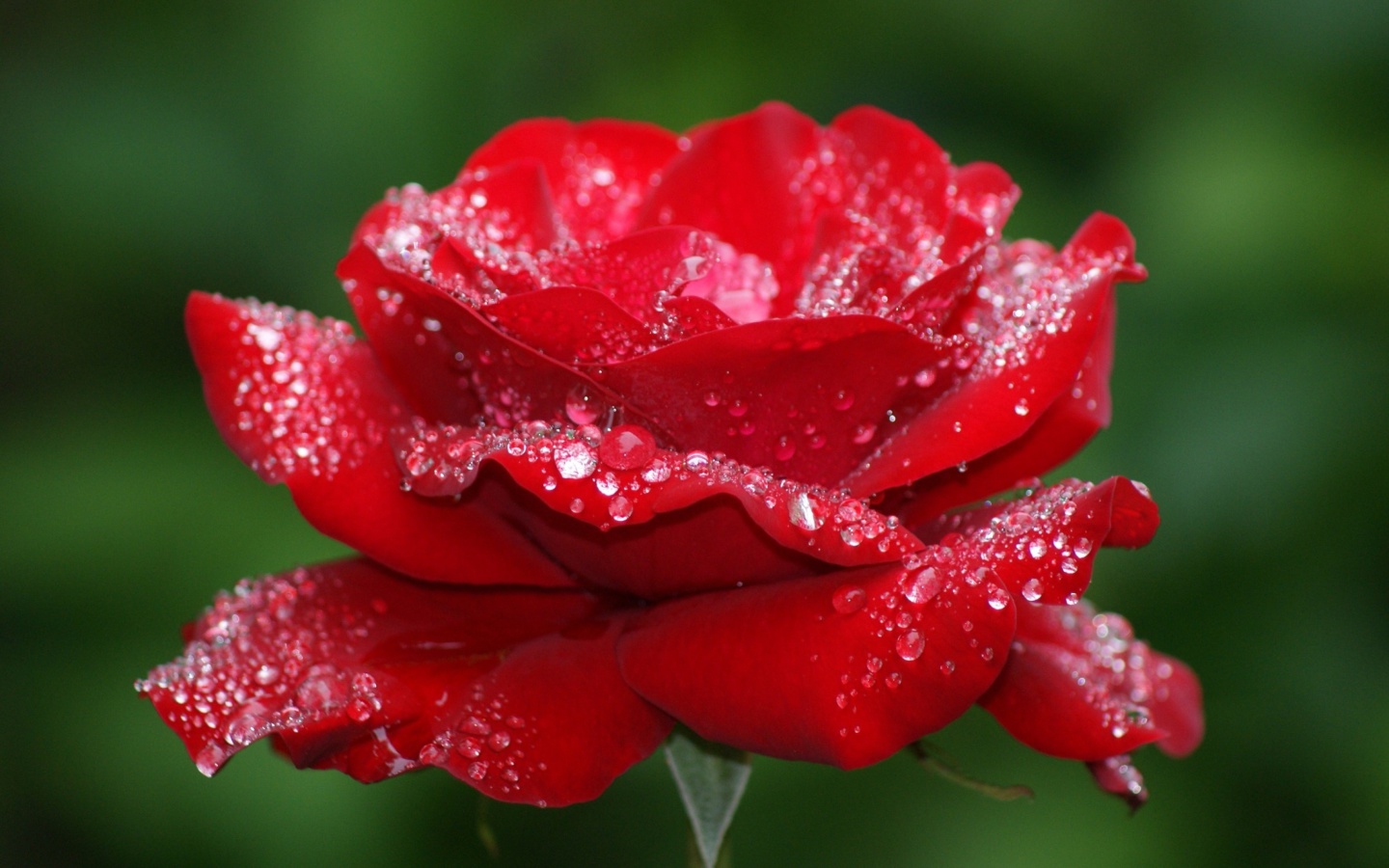 Screenshot №1 pro téma Dew Drops On Rose Petals 1440x900