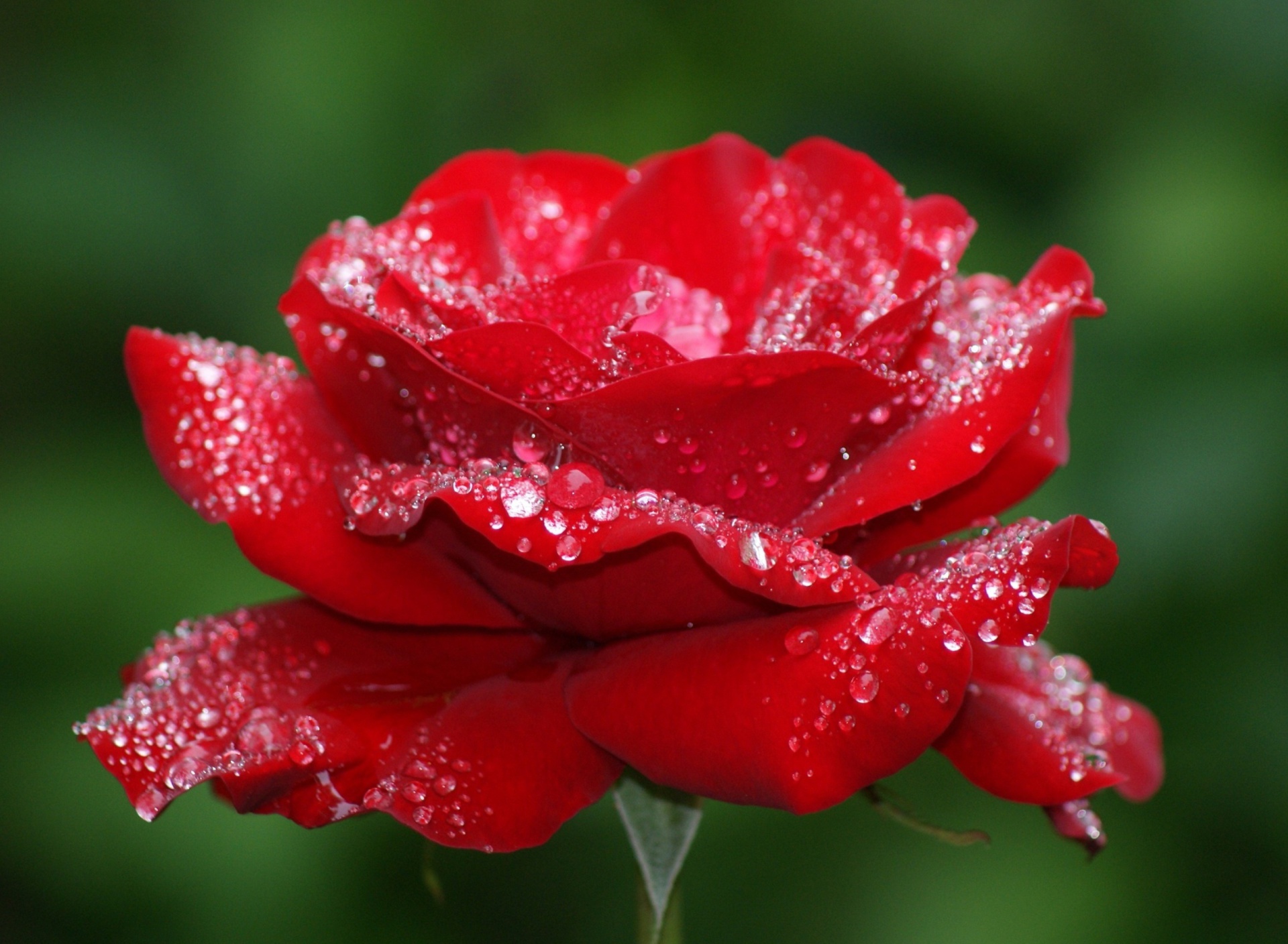 Screenshot №1 pro téma Dew Drops On Rose Petals 1920x1408