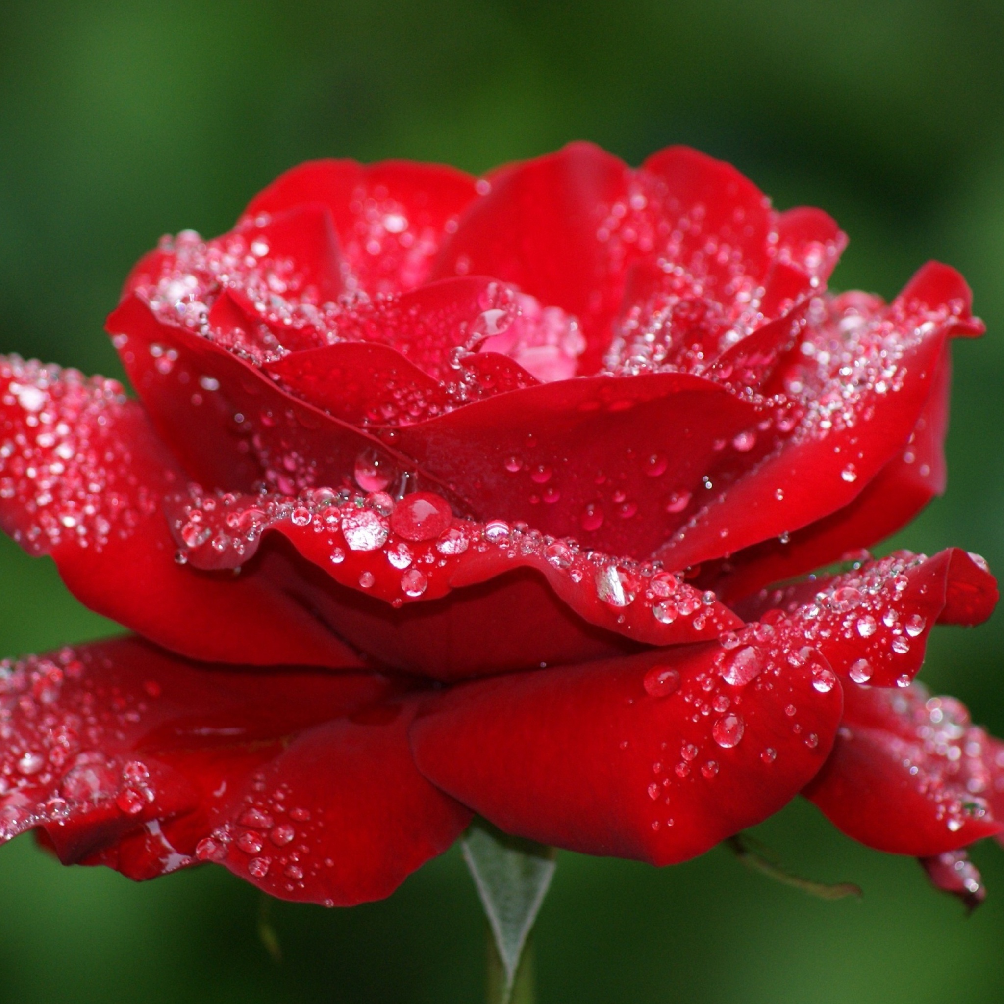 Screenshot №1 pro téma Dew Drops On Rose Petals 2048x2048