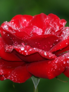 Обои Dew Drops On Rose Petals 240x320