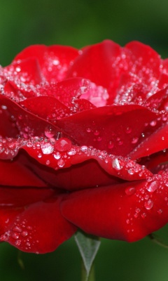 Dew Drops On Rose Petals screenshot #1 240x400
