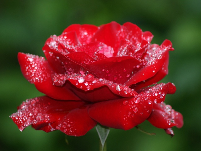 Обои Dew Drops On Rose Petals 640x480
