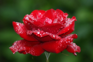 Dew Drops On Rose Petals Picture for Android, iPhone and iPad
