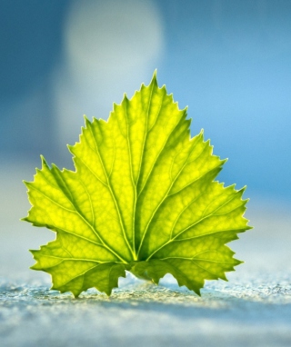 Grape Leaf - Obrázkek zdarma pro iPhone 5C