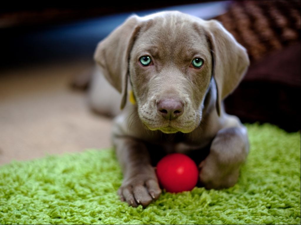 Das Cute Puppy With Red Ball Wallpaper 1024x768