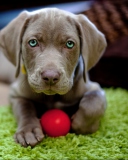 Fondo de pantalla Cute Puppy With Red Ball 128x160