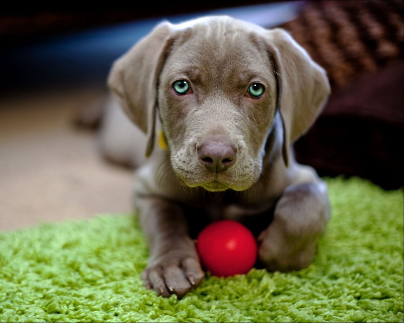 Screenshot №1 pro téma Cute Puppy With Red Ball 1600x1280