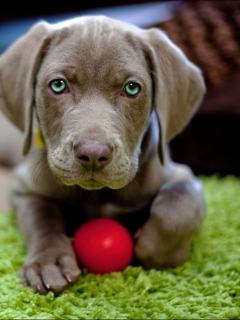 Sfondi Cute Puppy With Red Ball 240x320
