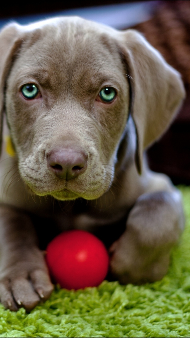 Cute Puppy With Red Ball wallpaper 640x1136