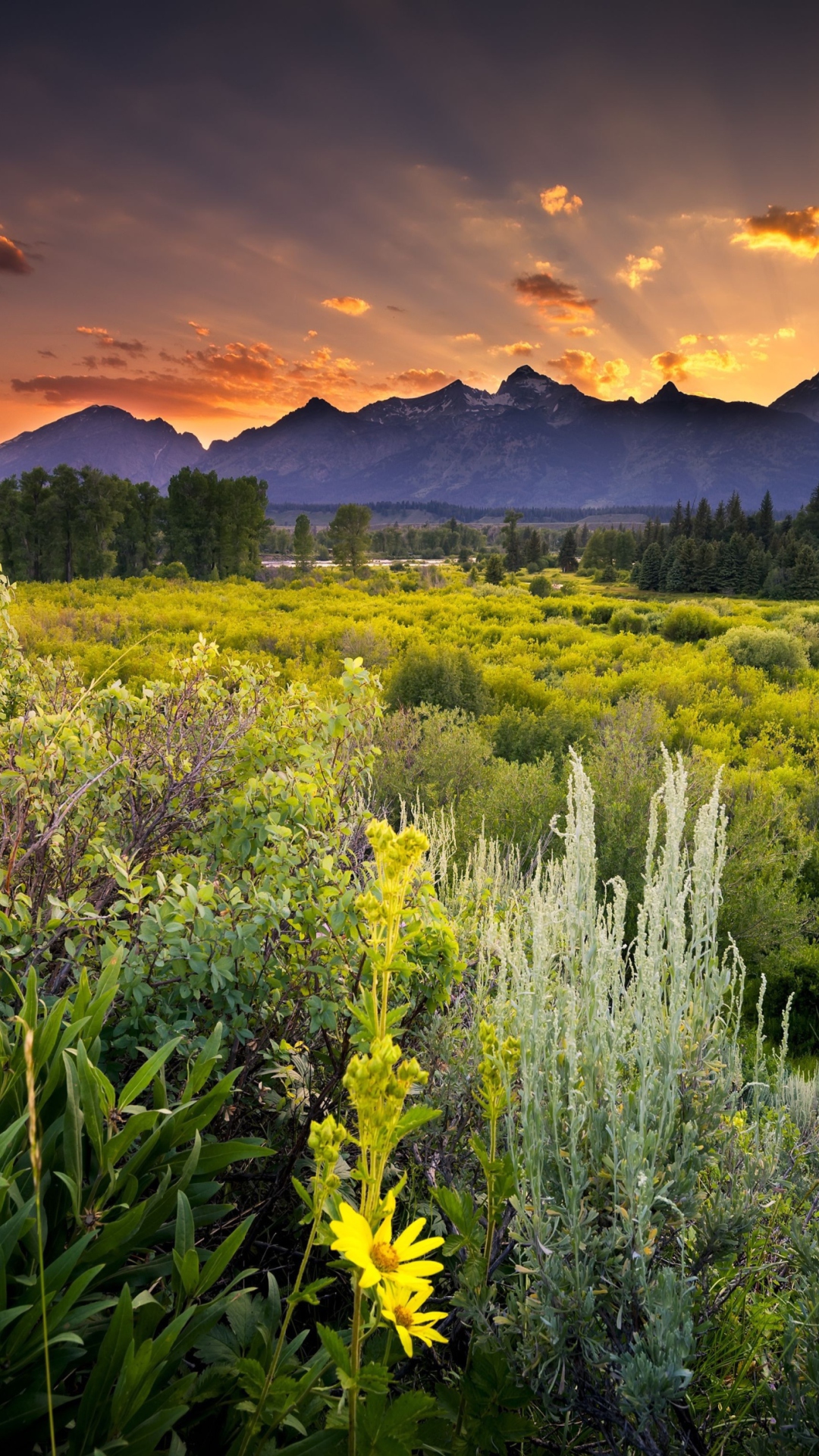 Wyoming National Park In Usa screenshot #1 1080x1920