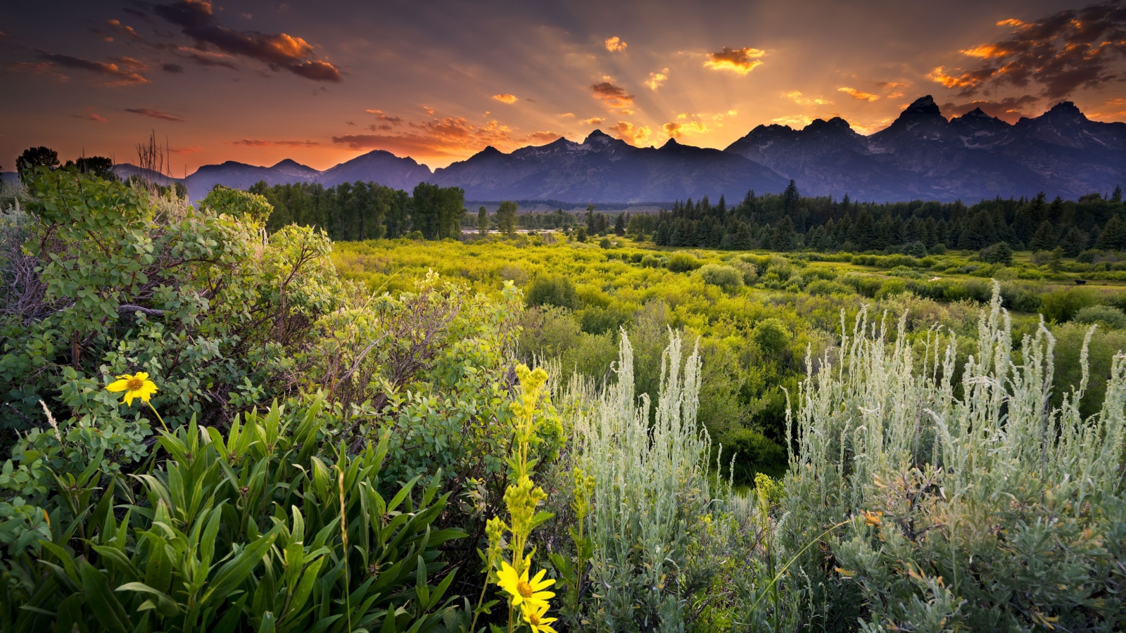 Screenshot №1 pro téma Wyoming National Park In Usa 1600x900