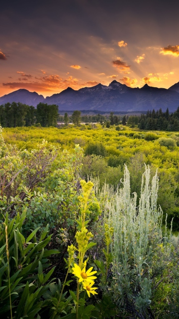 Fondo de pantalla Wyoming National Park In Usa 360x640