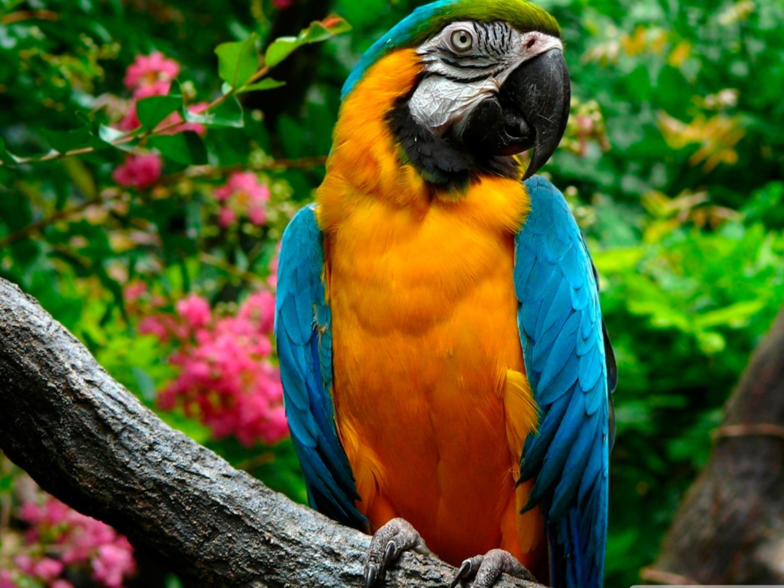 Sfondi Amazing Parrot 1600x1200