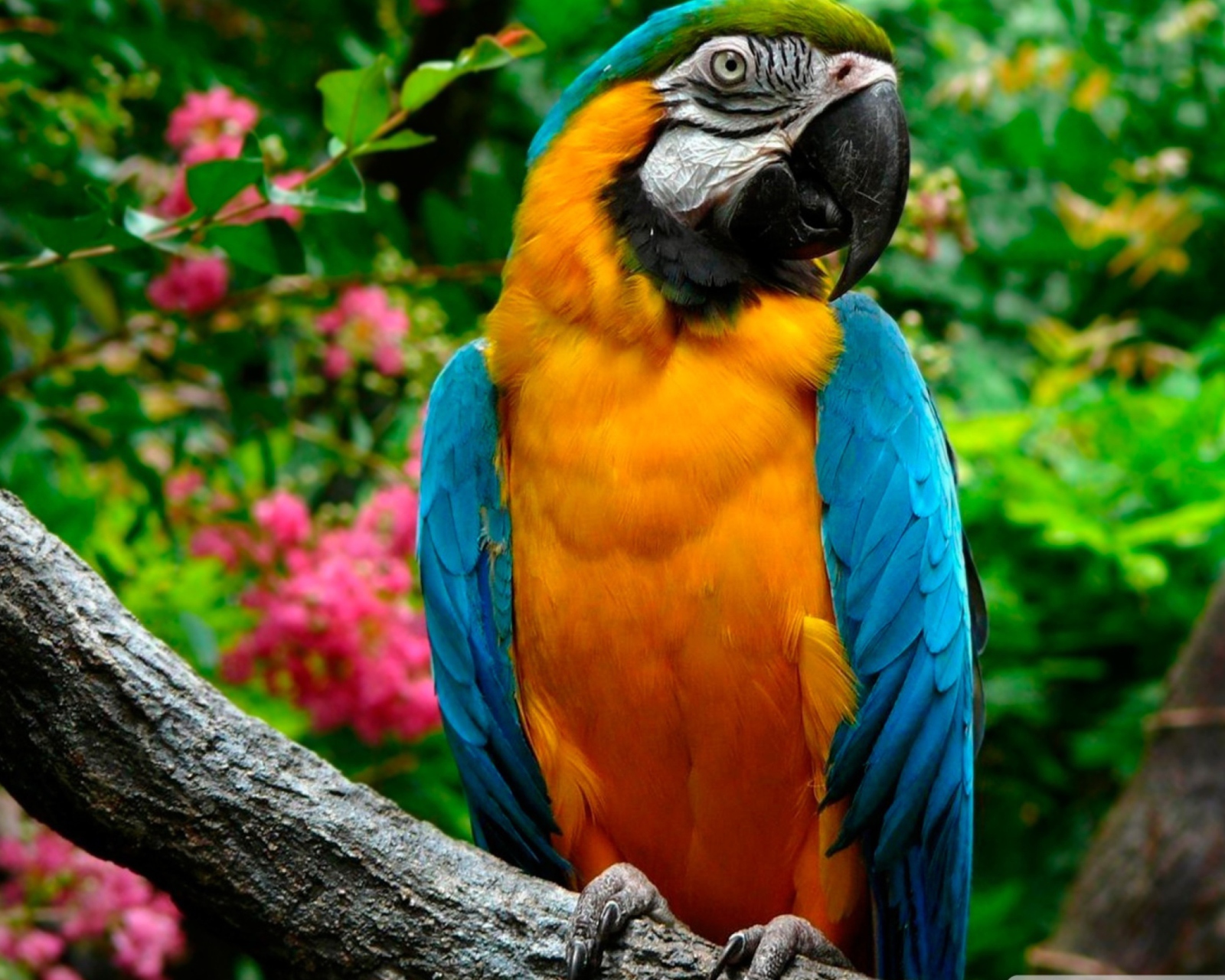 Sfondi Amazing Parrot 1600x1280