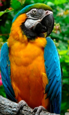 Screenshot №1 pro téma Amazing Parrot 240x400