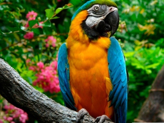 Fondo de pantalla Amazing Parrot 320x240