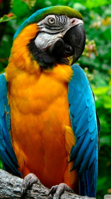 Fondo de pantalla Amazing Parrot 360x640