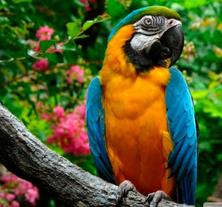 Картинка Amazing Parrot для iPad mini 2