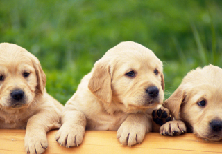Puppies - Obrázkek zdarma pro Samsung Galaxy Tab 3