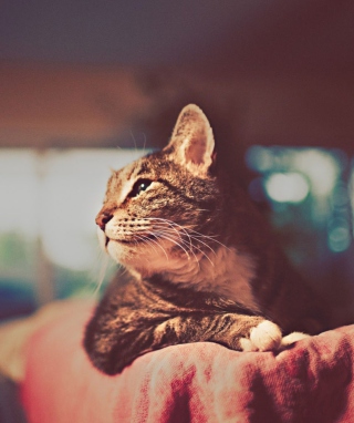 Cat Dreaming - Obrázkek zdarma pro iPhone 4S