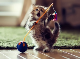 Dancer Cat - Obrázkek zdarma pro Samsung Galaxy Tab 3