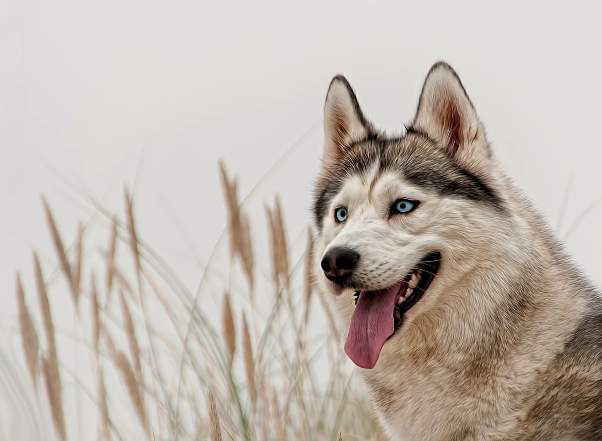 Husky screenshot #1 1920x1408