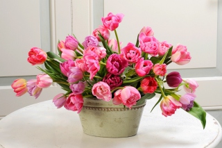 Free Bouquet of Tulips Picture for Android, iPhone and iPad
