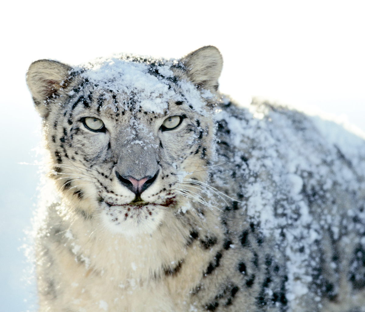 Sfondi Snow Leopard 1200x1024