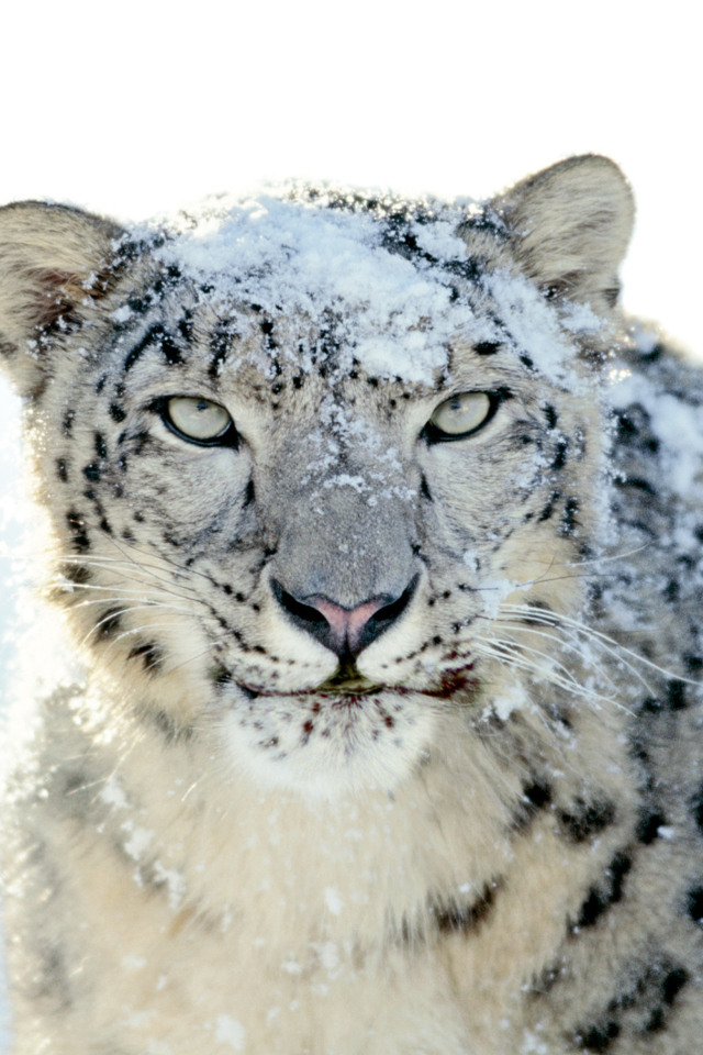 Das Snow Leopard Wallpaper 640x960